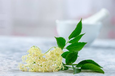 Mürver çiçeği çayı. Kan, naturopati.