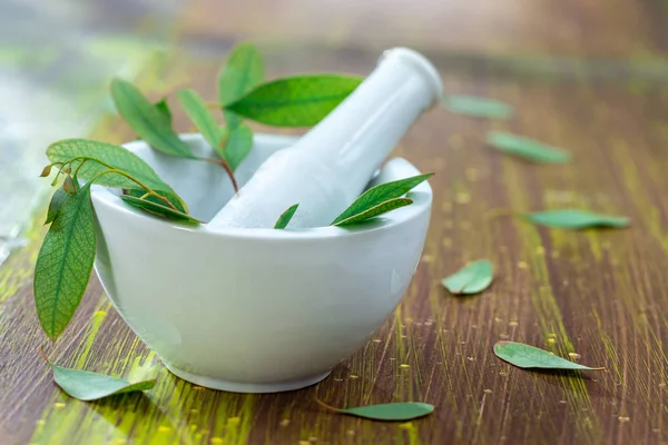 Herbal therapy: Eucalyptus essential oil. Plant, photo — Stock Photo, Image