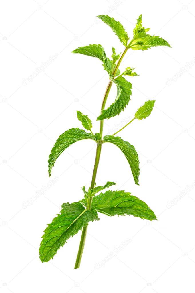 Close up of green mint leaves isolated on white background