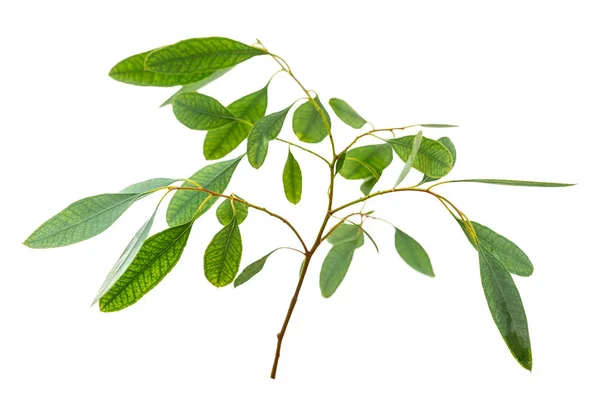 Eucalyptus isolerad på vit bakgrund — Stockfoto