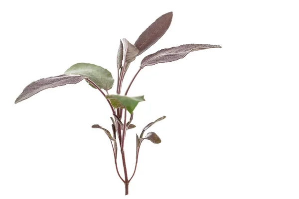 Zweig roter Salbei auf weißem Hintergrund — Stockfoto