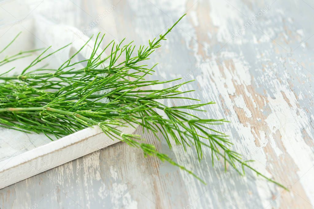 Cutting horsetail plants isolated on a white background