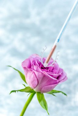 Doğum kontrol kavramı: Kontraseptif. Bakır Iud. Sağlıklı yaşam tarzı. pembe güller gri arka plan üzerinde