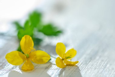 St. Johns wort flower Hypericum perforatum. This plant is used in herbal medicine,homeopathy clipart