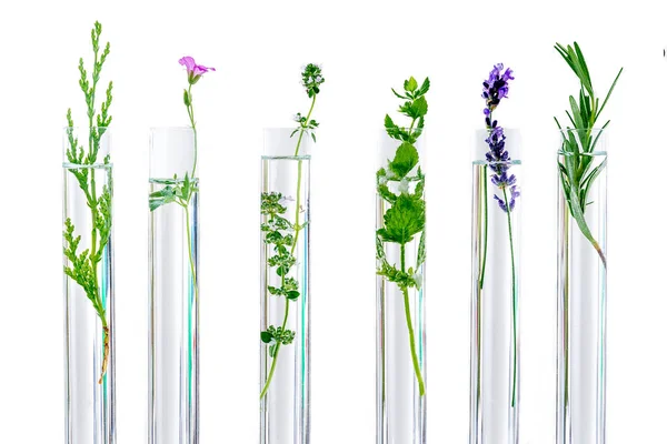 Investigación Concpt sobre plantas, hierbas aromáticas y flores en tubos de ensayo — Foto de Stock