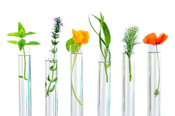 Research Concpt on plants, aromatic herbs and flowers in test tubes — Stock Photo, Image