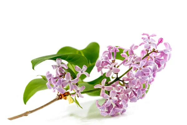 Belle branche lilas isolée sur fond blanc — Photo