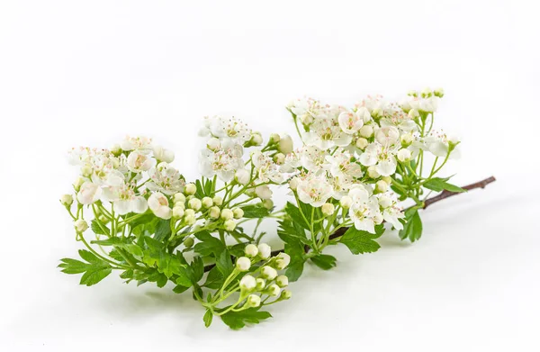 Branche d'aubépine ou Crataegus monogyna avec fleurs isolées sur fond blanc — Photo