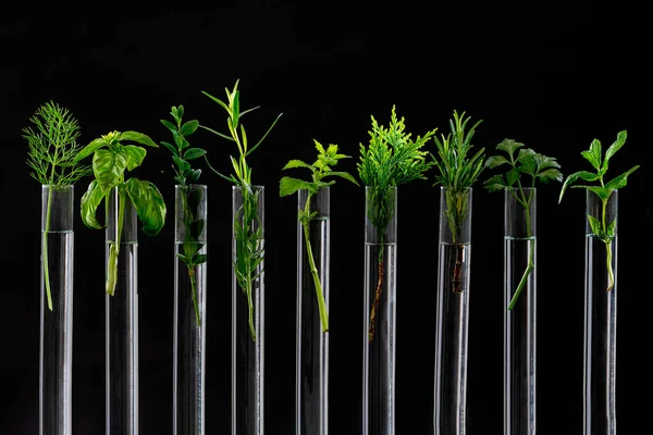 Zelený čerstvý rostlina ve skleněné zkumavce v laboratoři na bílém pozadí. Zavřít makro. na černé — Stock fotografie