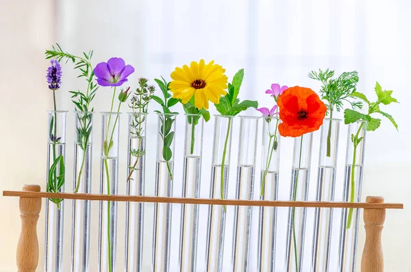 Blumen und Pflanzen in Reagenzgläsern auf weißem Hintergrund. Das Konzept der biologischen Forschung. — Stockfoto