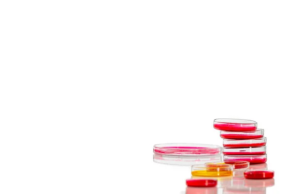 Červená tekutina a Petriho miska v laboratoři — Stock fotografie