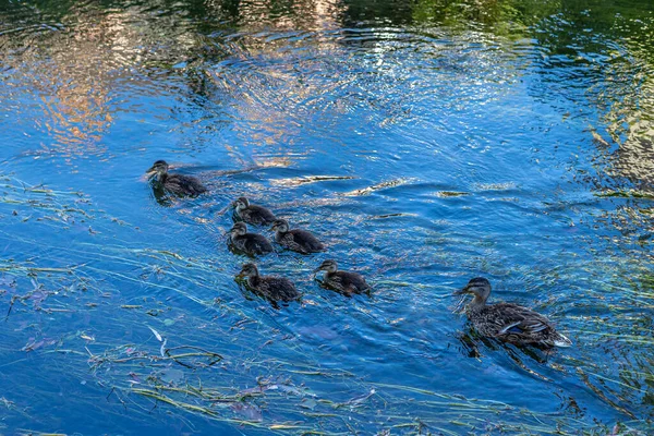 Mother Duck and Ducklings, reflection , Swimming, Water- Female Mallard duck