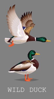 Ayakta ve uçan yaban ördeği. Drake. Gerçekçi kuş vektör çizim, tasarım, baskı, afiş, kart, dergi makalesi, blog için gri arka plan üzerinde yaban ördeği izole. Ördek avına