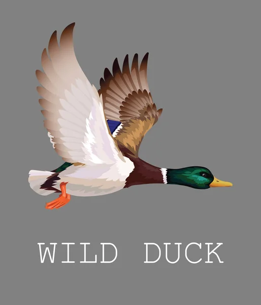 Wild Duck flygande. Drake. Vektorillustration av realistiska fågel gräsand isolerad på en grå bakgrund för din design, print, banner, kort, tidskriftsartikel, encyklopedi, blogg. Andjakt — Stock vektor