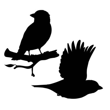 Gerçekçi serçeler oturuyor ve uçuyor. Beyaz arka planda izole edilmiş küçük kuş serçelerinin siyah siluetlerinin tek renkli vektör çizimi. Stencil. Tasarım, baskı ve dekorasyon için bir öge.
