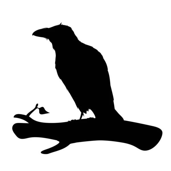 Cuervo realista sentado en una rama. Stencil. Ilustración vectorial monocromática de la silueta negra del pájaro inteligente Corvus Corax aislado sobre fondo blanco. Elemento para su diseño, impresión, decoración. — Vector de stock