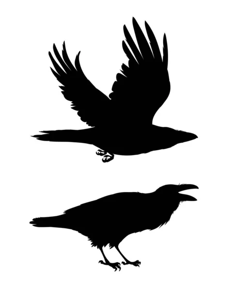 Realistische Raben fliegen und sitzen. Caw. Monochrome Vektorillustration schwarzer Silhouetten des intelligenten Vogels Corvus Corax isoliert auf weißem Hintergrund. Element für Ihr Design, Druck. Schablone. — Stockvektor