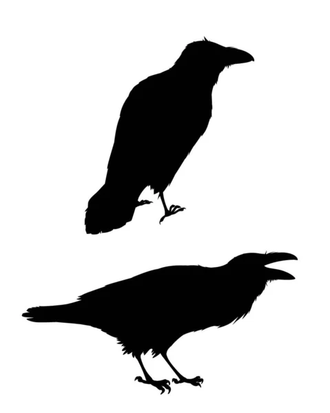 Néhány reális holló ül.Monokróm vektor illusztráció fekete sziluettek okos madarak Corvus Corax elszigetelt fehér háttérrel. Elem a tervezéshez, nyomtatás. Stencil. — Stock Vector