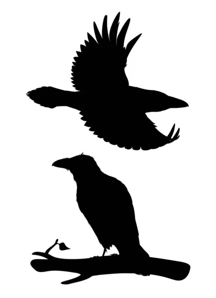 Cuervo realista volando y sentado en una rama. Stencil. Ilustración vectorial monocromática de silueta negra del pájaro inteligente Corvus Corax sobre fondo blanco. Elemento para diseño, impresión, decoración. — Vector de stock