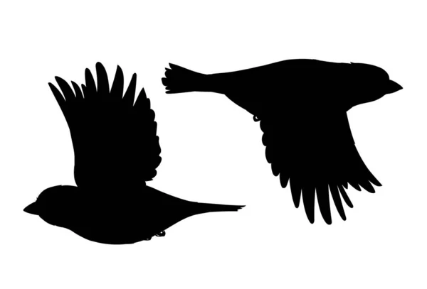 Des moineaux réalistes volent. Illustration vectorielle monochrome de silhouettes noires de petits oiseaux moineaux isolés sur fond blanc. Un pochoir. Élément pour votre conception, impression, décoration. — Image vectorielle