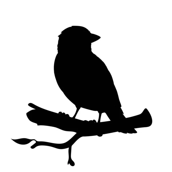 Realistischer Sperling auf einem Ast sitzend. Monochrome Vektorillustration der schwarzen Silhouette eines kleinen Vogelsperlings isoliert auf weißem Hintergrund. Schablone. Element für Design, Druck, Dekoration. — Stockvektor