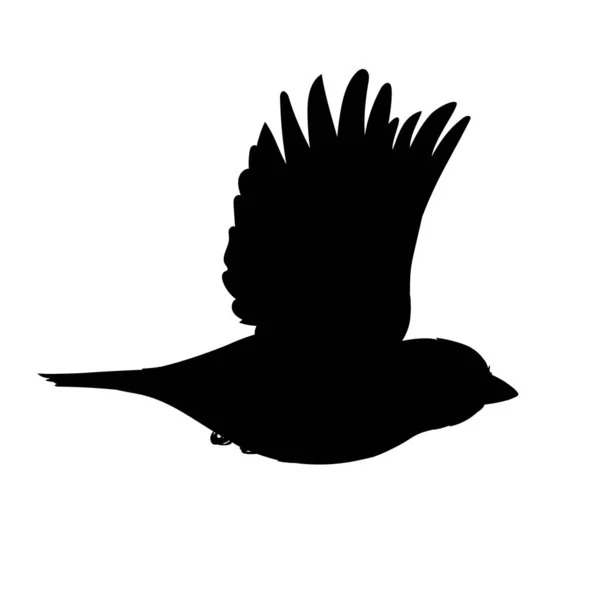 Moineau réaliste volant. Illustration vectorielle monochrome de la silhouette noire du petit moineau oiseau isolé sur fond blanc. Un pochoir. Élément pour votre conception, impression, décoration. — Image vectorielle