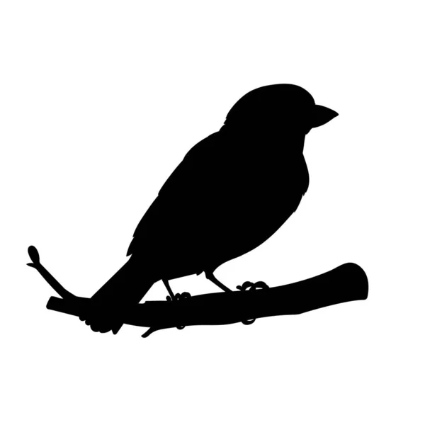 Realistischer Sperling auf einem Ast sitzend. Schablone. Monochrome Vektorillustration der schwarzen Silhouette eines kleinen Vogelsperlings isoliert auf weißem Hintergrund. Element für Design, Druck, Dekoration. — Stockvektor