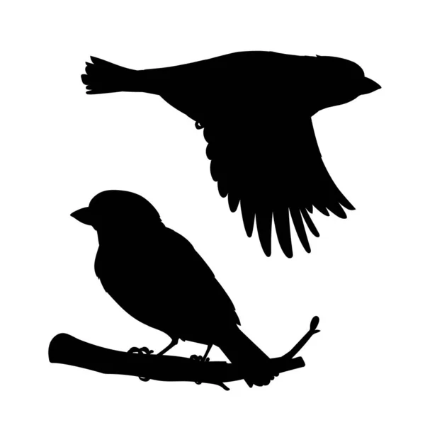 Reális verebek ülnek és repülnek. Stencil vagyok. Monokróm vektor illusztráció fekete sziluettek kis madarak verebek elszigetelt fehér alapon. Elem a tervezés, nyomtatás, dekoráció. — Stock Vector