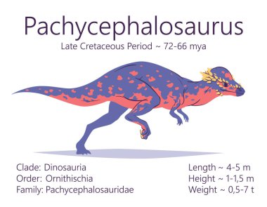 Pachycephalosaurus. Ornithischian dinozoru. Tarih öncesi pachycephalosaurus 'un renkli vektör çizimi ve beyaz arka planda izole edilmiş yaşam süresi ve karakteristik özelliklerin tanımı.
