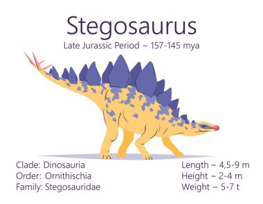 Stegosaurus. Ornithischian dinozoru. Tarih öncesi Stegosaurus 'un renkli vektör çizimi ve beyaz arka planda izole edilmiş yaşam süresinin ve karakteristik özelliklerinin tanımı. Fosil dino.