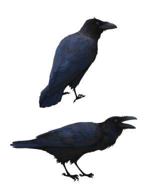 Couple of realistic ravens sitting. Vector illustration of smart birds Corvus Corax in hand drawn realistic style isolated on white background. Element for your design, print. Caw. clipart