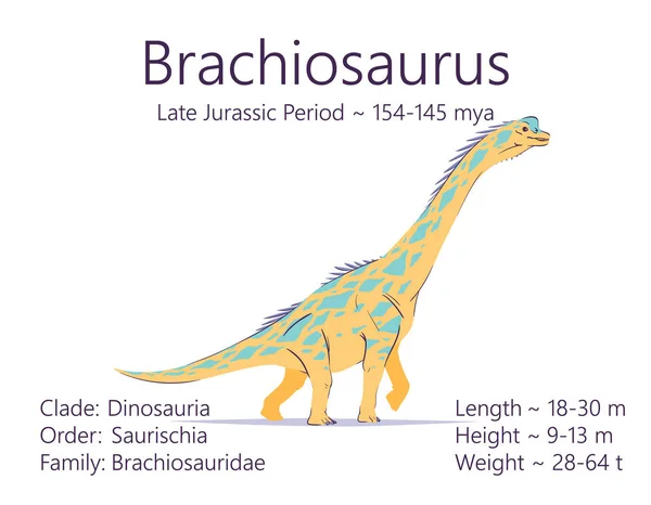 Een brachiosaurus. Sauropodomorpha dinosaurus. Kleurrijke vector illustratie van prehistorische schepsel brachiosaurus en beschrijving van kenmerken, levensperiode geïsoleerd op witte achtergrond. Fossiele dino — Stockvector