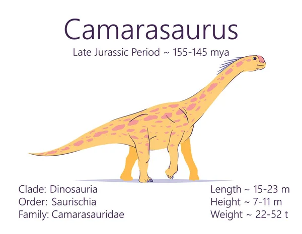 Een Camarasaurus. Sauropodomorpha dinosaurus. Kleurrijke vector illustratie van prehistorische schepsel camarasaurus en beschrijving van kenmerken, levensperiode geïsoleerd op witte achtergrond. Fossiele dino. — Stockvector