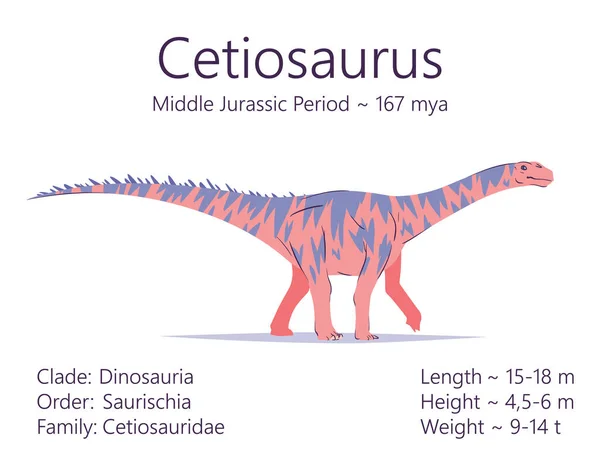 Een etiosaurus. Sauropodomorpha dinosaurus. Kleurrijke vector illustratie van prehistorische schepsel cetiosaurus en beschrijving van de kenmerken en de periode van het leven geïsoleerd op witte achtergrond. Fossiele dino. — Stockvector