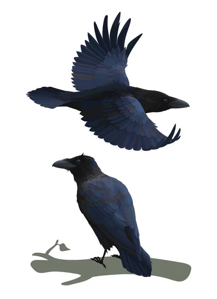 Realistický havran lítá a sedí na větvi. Barevné vektorové ilustrace chytrého ptáka Corvus Corax v ruce kreslil realistický styl izolovaný na bílém pozadí. Prvek pro váš design, tisk. — Stockový vektor
