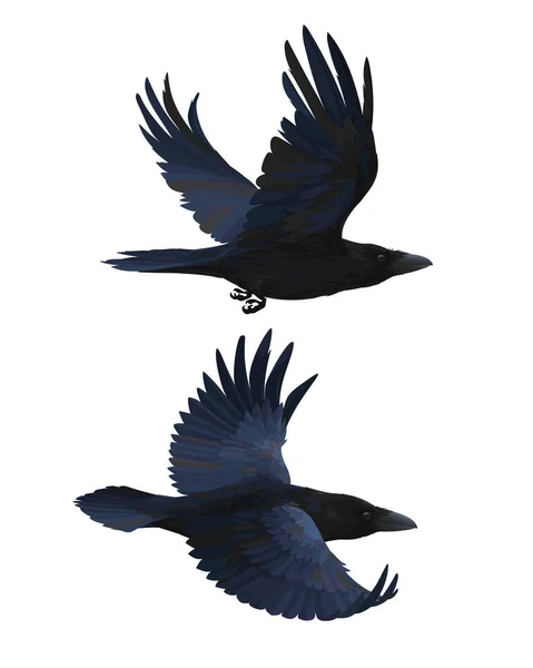 Két valósághű holló repül. Vektor illusztráció okos madarak Corvus Corax kézzel rajzolt reális stílus elszigetelt fehér háttér. Elem a tervezéshez, nyomtatás. Fekete tollak. — Stock Vector