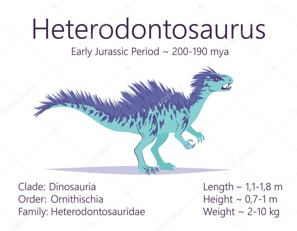 Heterodontosaurus. Ornithischian dinosaur. Colorful vector illustration of prehistoric creature heterodontosaurus and description of characteristics and period of life isolated on white background.