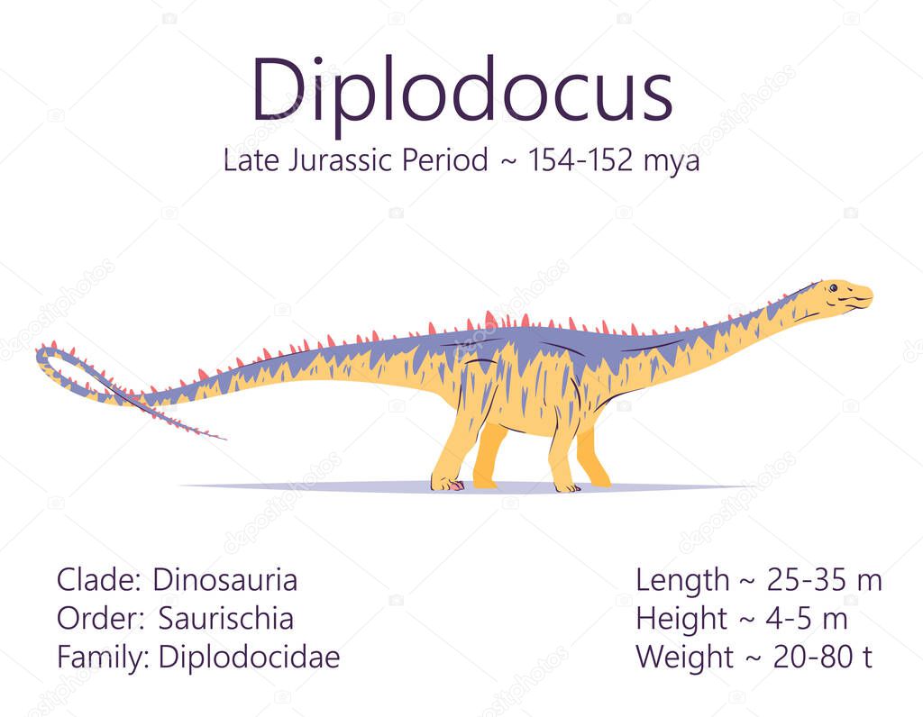 Diplodocus. Sauropodomorpha dinosaur. Colorful vector illustration of prehistoric creature diplodocus and description of characteristics and period of life isolated on white background. Fossil dino.