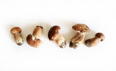 Beyaz arka planda izole edilmiş organik porcini mantarları. Taze sonbahar orman mantarı. Yenilebilir mantarlar. 