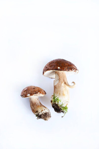 Органические грибы порчини изолированы на белом фоне. Свежий осенний лесной гриб. Съедобные грибы. 