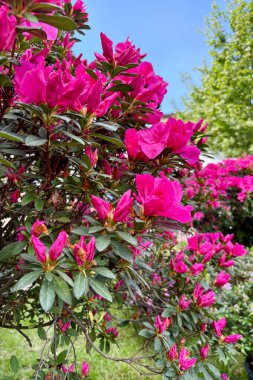Azalea çiçekleri. Yaz bahçesinde açan güzel pembe açelya çiçekleri. Çiçek ve botanik temalar için mükemmel. Bahçıvanlık fikri.