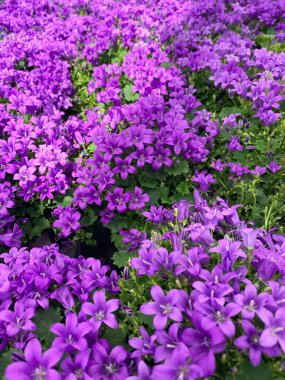Güzel mor Campanula çiçekleri arka planı. Dekoratif çiçekler. Çiçek ve botanik temalar için mükemmel.