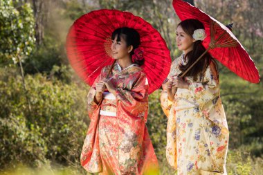Tayland 'daki Himalaya Sakura bahçesinde geleneksel Japon kimonosu ve kırmızı şemsiye giyen Asyalı kadınlar..