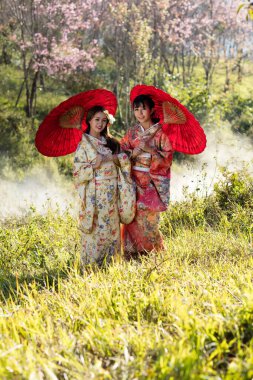Tayland 'daki Himalaya Sakura bahçesinde geleneksel Japon kimonosu ve kırmızı şemsiye giyen Asyalı kadınlar..