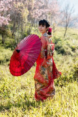Tayland 'daki Himalaya Sakura bahçesinde geleneksel Japon kimonosu ve kırmızı şemsiye giyen Asyalı kadınlar..