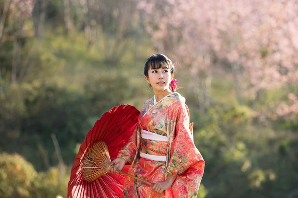 Tayland 'daki Himalaya Sakura bahçesinde geleneksel Japon kimonosu ve kırmızı şemsiye giyen Asyalı kadınlar..