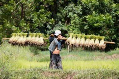 Tayland çiftçisi yağmur mevsiminde pirinç yetiştirir. Omzundaki pirinç filizleriyle ilgileniyor. Tohumlar ekime hazırlanmak için su ve çamurla sırılsıklam olmuş. Ürün toplamak için üç ay bekle..