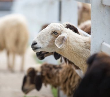 Çiftlikteki koyunlar.