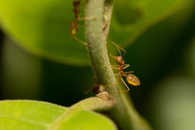 Ağaçtaki karınca.