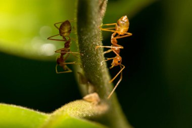 Ağaçtaki karınca.